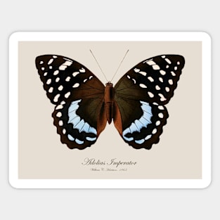 Butterfly - Archduke Butterfly, Adolias Imperator aka Lexias Satrapes or Tanaecia Calliphorus Magnet